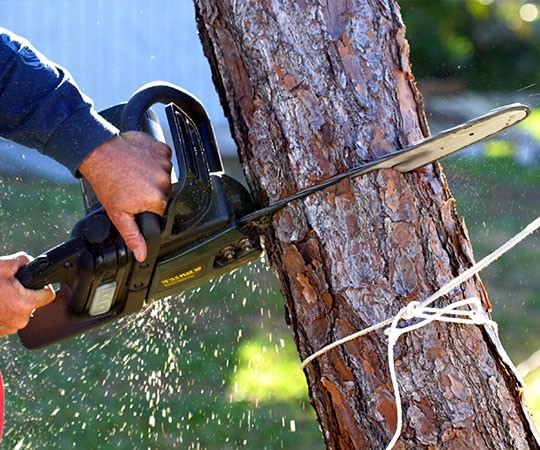 Спил деревьев в Дзержинске и  Нижегородской области